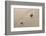 Zen Garden-og-vision-Framed Photographic Print