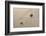 Zen Garden-og-vision-Framed Photographic Print