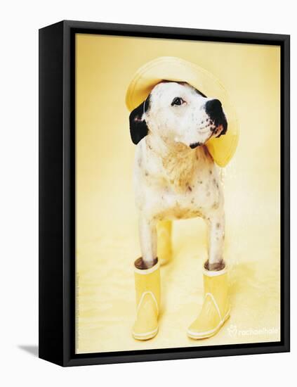 Zen Gumbootdog-Rachael Hale-Framed Stretched Canvas