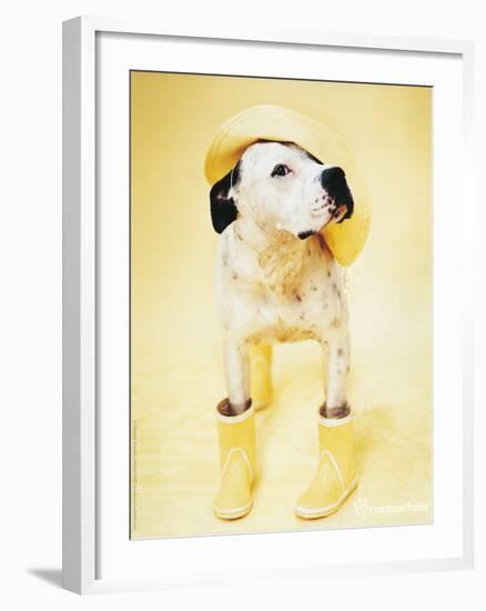 Zen Gumbootdog-Rachael Hale-Framed Photo