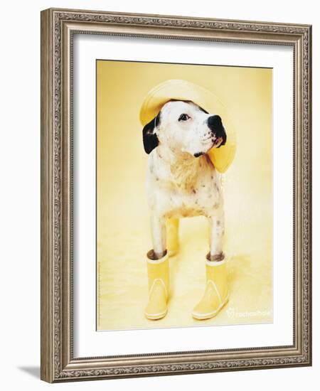 Zen Gumbootdog-Rachael Hale-Framed Photo
