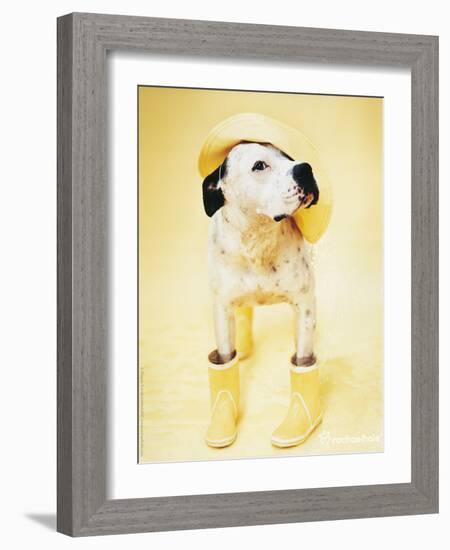 Zen Gumbootdog-Rachael Hale-Framed Photo