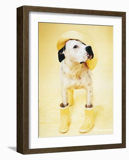 Zen Gumbootdog-Rachael Hale-Framed Photo