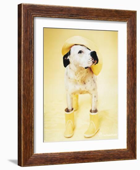 Zen Gumbootdog-Rachael Hale-Framed Photo