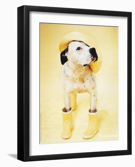 Zen Gumbootdog-Rachael Hale-Framed Photo