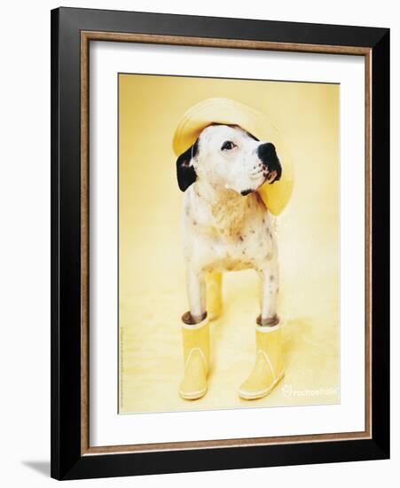 Zen Gumbootdog-Rachael Hale-Framed Photo