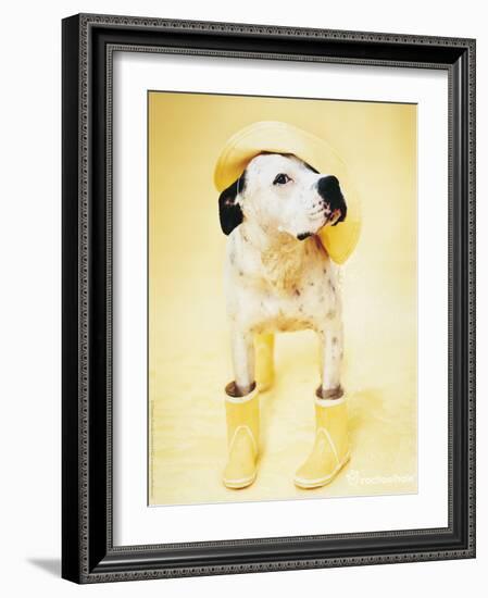 Zen Gumbootdog-Rachael Hale-Framed Photo