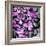 Zen Pebbles-null-Framed Photographic Print