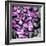 Zen Pebbles-null-Framed Photographic Print