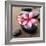 Zen Pebbles-null-Framed Photographic Print