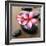 Zen Pebbles-null-Framed Photographic Print