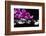 Zen Stone and Pink Orchid with Reflection-crystalfoto-Framed Photographic Print