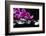 Zen Stone and Pink Orchid with Reflection-crystalfoto-Framed Photographic Print