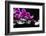 Zen Stone and Pink Orchid with Reflection-crystalfoto-Framed Photographic Print