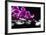 Zen Stone and Pink Orchid with Reflection-crystalfoto-Framed Photographic Print