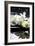 Zen Stones And Branch White Orchids With Reflection-crystalfoto-Framed Photographic Print