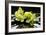 Zen Stones and Green Orchids with Water Drops-crystalfoto-Framed Photographic Print