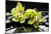 Zen Stones and Green Orchids with Water Drops-crystalfoto-Mounted Photographic Print