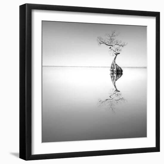 Zen Tree-Moises Levy-Framed Photographic Print