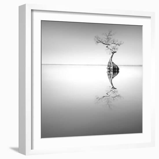 Zen Tree-Moises Levy-Framed Photographic Print
