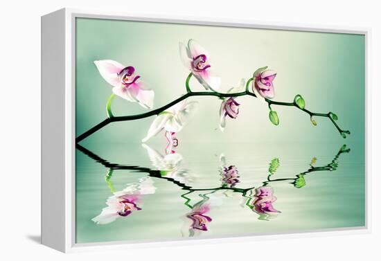 Zen-Lee Sie-Framed Premier Image Canvas