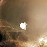 Embryo Selection for IVF Light Micrograph-ZEPHYR-Photographic Print