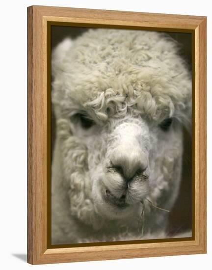 Zephyr Moon, a 2-Year-Old Alpaca, at the Vermont Farm Show in Barre, Vermont, January 23, 2007-Toby Talbot-Framed Premier Image Canvas