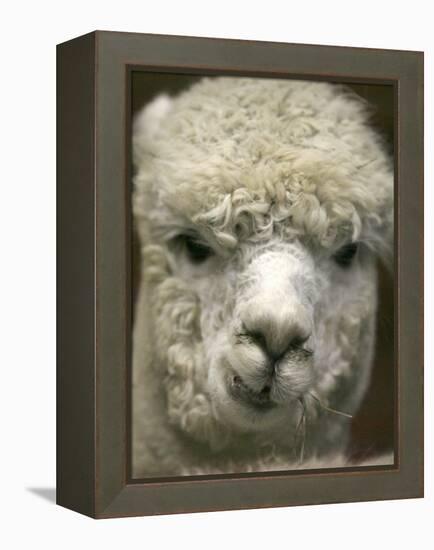 Zephyr Moon, a 2-Year-Old Alpaca, at the Vermont Farm Show in Barre, Vermont, January 23, 2007-Toby Talbot-Framed Premier Image Canvas