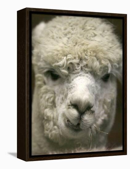 Zephyr Moon, a 2-Year-Old Alpaca, at the Vermont Farm Show in Barre, Vermont, January 23, 2007-Toby Talbot-Framed Premier Image Canvas