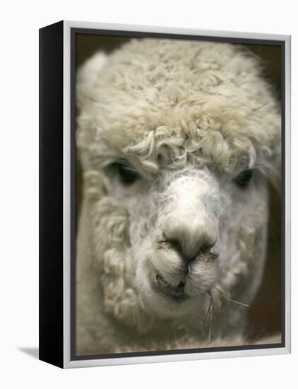 Zephyr Moon, a 2-Year-Old Alpaca, at the Vermont Farm Show in Barre, Vermont, January 23, 2007-Toby Talbot-Framed Premier Image Canvas