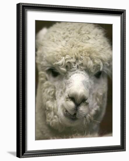 Zephyr Moon, a 2-Year-Old Alpaca, at the Vermont Farm Show in Barre, Vermont, January 23, 2007-Toby Talbot-Framed Photographic Print