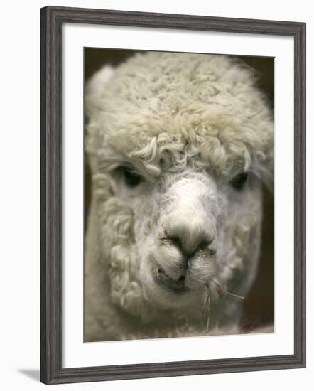 Zephyr Moon, a 2-Year-Old Alpaca, at the Vermont Farm Show in Barre, Vermont, January 23, 2007-Toby Talbot-Framed Photographic Print