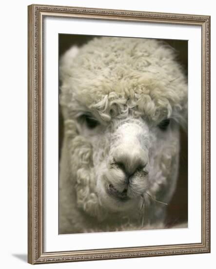 Zephyr Moon, a 2-Year-Old Alpaca, at the Vermont Farm Show in Barre, Vermont, January 23, 2007-Toby Talbot-Framed Photographic Print