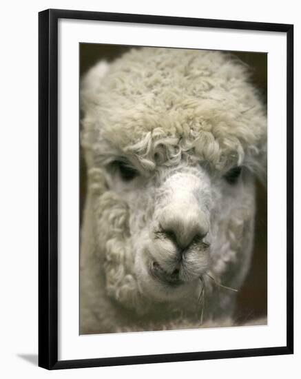 Zephyr Moon, a 2-Year-Old Alpaca, at the Vermont Farm Show in Barre, Vermont, January 23, 2007-Toby Talbot-Framed Photographic Print