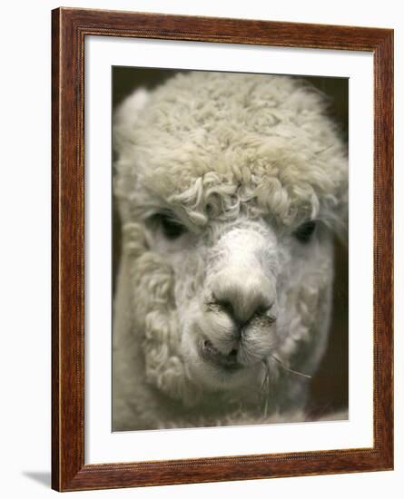 Zephyr Moon, a 2-Year-Old Alpaca, at the Vermont Farm Show in Barre, Vermont, January 23, 2007-Toby Talbot-Framed Photographic Print