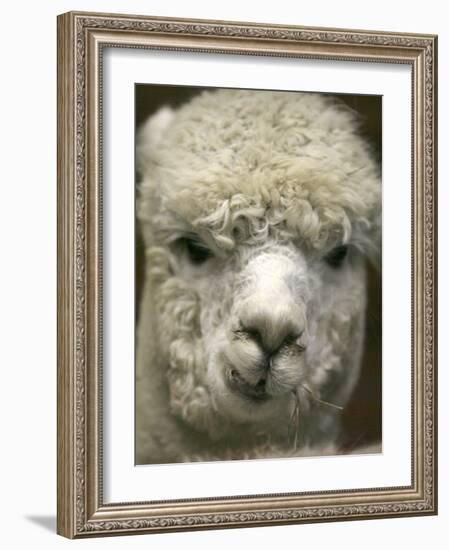 Zephyr Moon, a 2-Year-Old Alpaca, at the Vermont Farm Show in Barre, Vermont, January 23, 2007-Toby Talbot-Framed Photographic Print