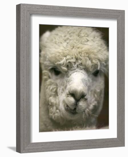 Zephyr Moon, a 2-Year-Old Alpaca, at the Vermont Farm Show in Barre, Vermont, January 23, 2007-Toby Talbot-Framed Photographic Print