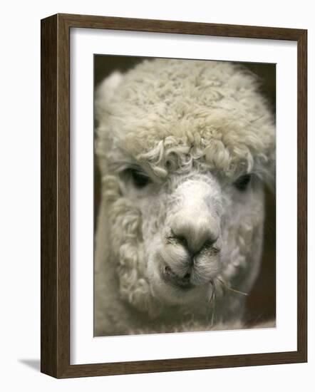 Zephyr Moon, a 2-Year-Old Alpaca, at the Vermont Farm Show in Barre, Vermont, January 23, 2007-Toby Talbot-Framed Photographic Print