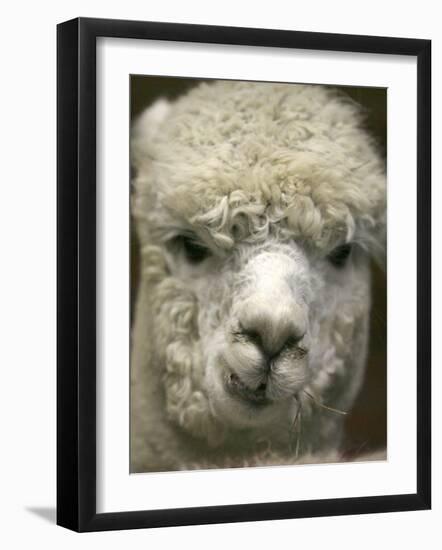 Zephyr Moon, a 2-Year-Old Alpaca, at the Vermont Farm Show in Barre, Vermont, January 23, 2007-Toby Talbot-Framed Photographic Print