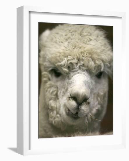 Zephyr Moon, a 2-Year-Old Alpaca, at the Vermont Farm Show in Barre, Vermont, January 23, 2007-Toby Talbot-Framed Photographic Print