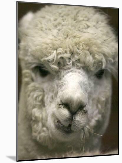 Zephyr Moon, a 2-Year-Old Alpaca, at the Vermont Farm Show in Barre, Vermont, January 23, 2007-Toby Talbot-Mounted Photographic Print