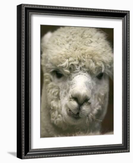 Zephyr Moon, a 2-Year-Old Alpaca, at the Vermont Farm Show in Barre, Vermont, January 23, 2007-Toby Talbot-Framed Photographic Print