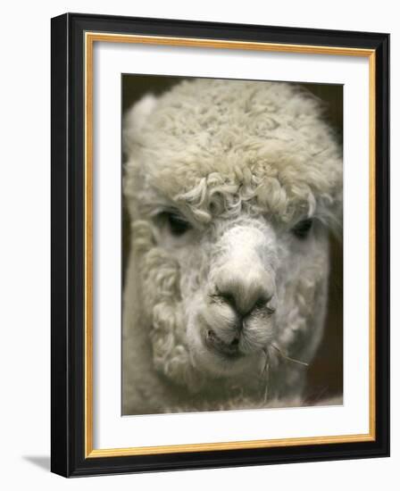 Zephyr Moon, a 2-Year-Old Alpaca, at the Vermont Farm Show in Barre, Vermont, January 23, 2007-Toby Talbot-Framed Photographic Print