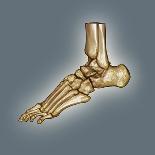 Normal Foot, 3D CT Scan-ZEPHYR-Premium Photographic Print