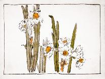 Daffodils a Comparison of Flowers-Zeshin Shibata-Giclee Print