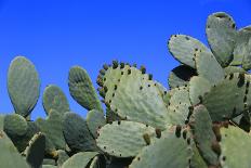 Prickly Pear Cactus (Opuntia Ficus-Indica, also known as Indian Fig Opuntia, Barbary Fig, Spineless-Zibedik-Framed Photographic Print