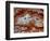 Zig Zag Pattern Crazy Lace Agate-Darrell Gulin-Framed Photographic Print