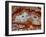 Zig Zag Pattern Crazy Lace Agate-Darrell Gulin-Framed Photographic Print