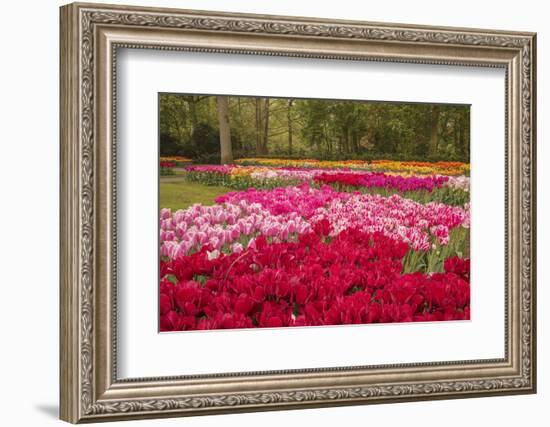 Zig Zag pattern of tulips, Keukenhof Gardens, Lisse, Netherlands-Adam Jones-Framed Photographic Print