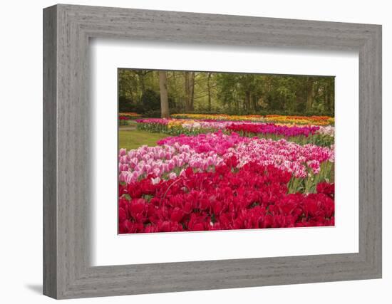 Zig Zag pattern of tulips, Keukenhof Gardens, Lisse, Netherlands-Adam Jones-Framed Photographic Print